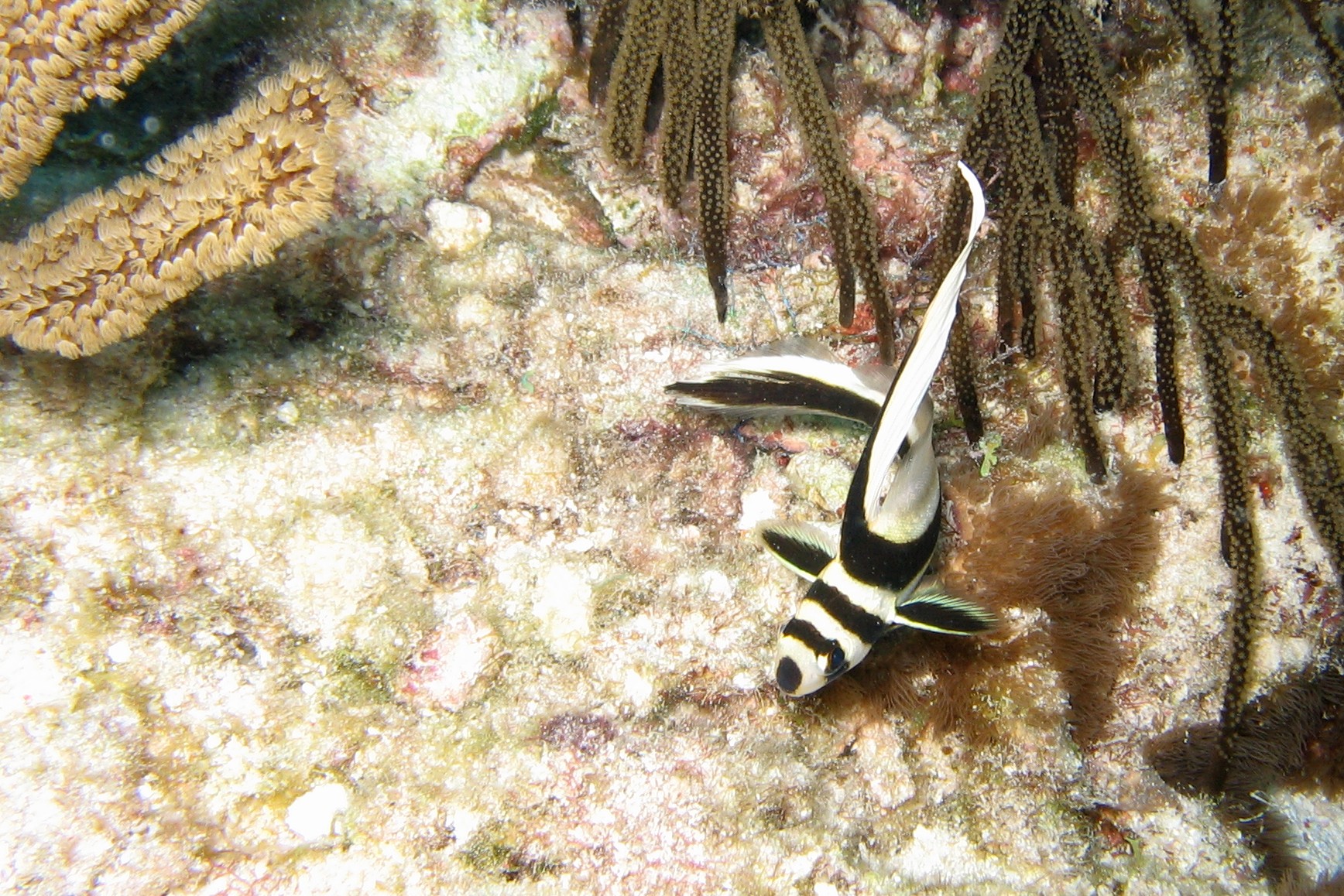 Juvenile Spotted Drum