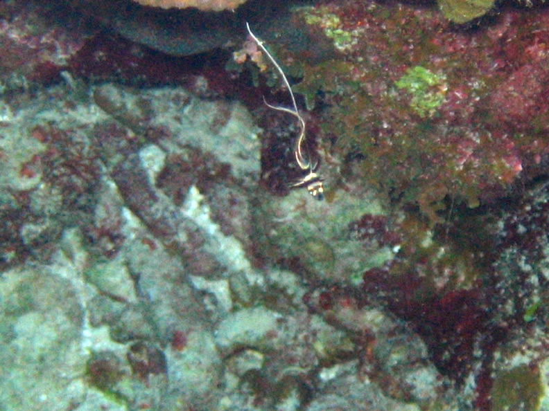 Juvenile Spotted Drum