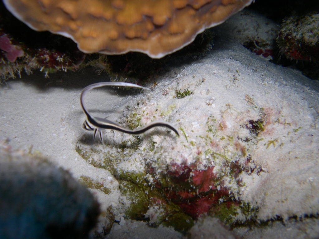 Juvenile Spotted Drum