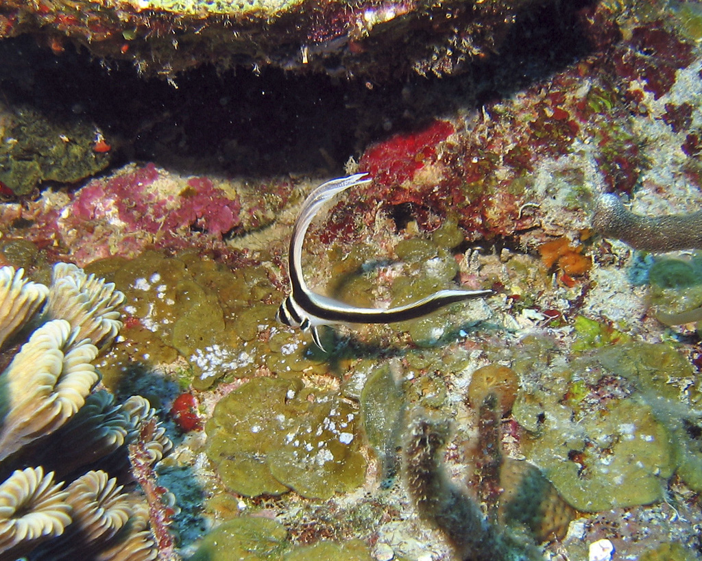 Juvenile Spotted Drum