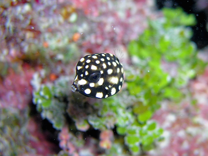 Juvenile spotted trunkfish