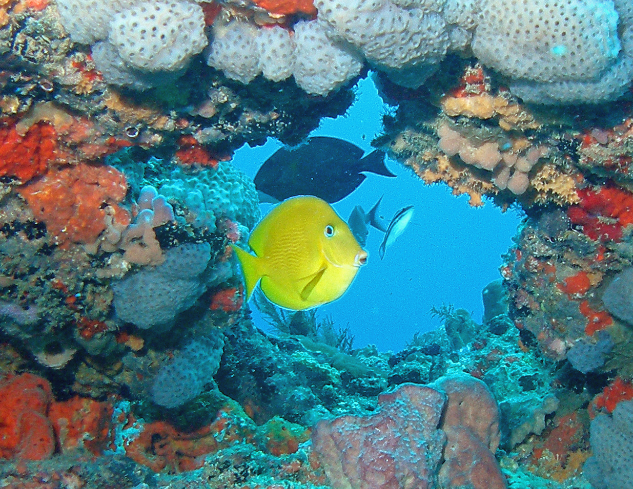 Juvenile Tang Showing Off