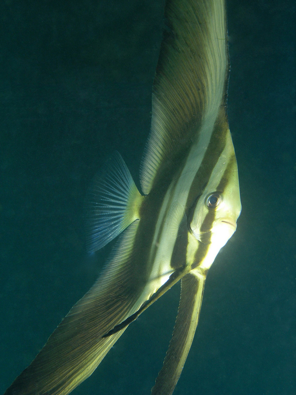 juvenile teira batfish