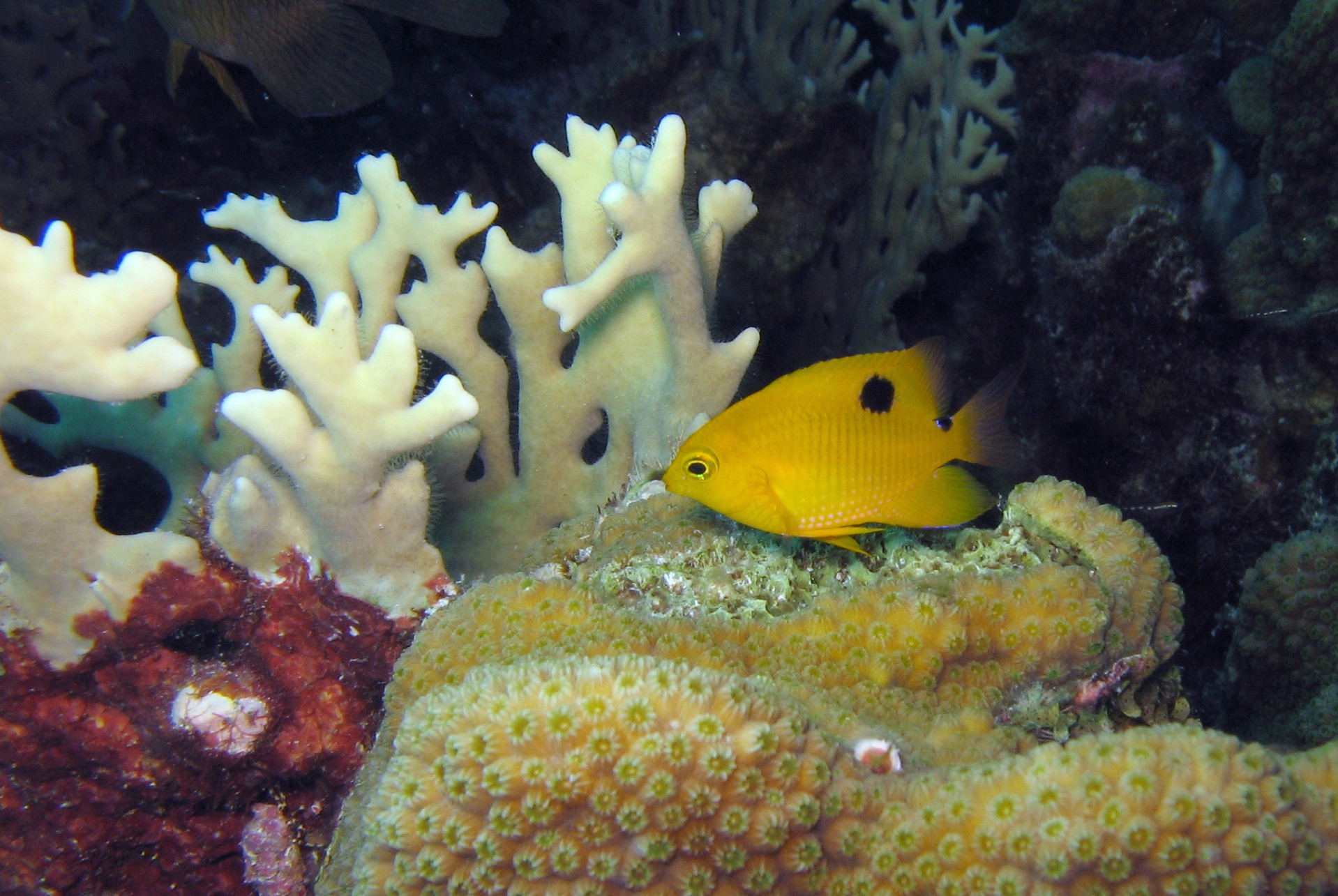 Juvenile Threespot Damselfish