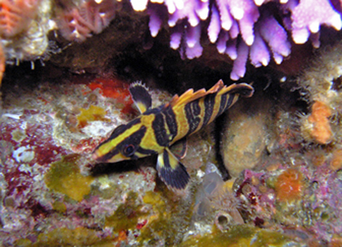 Juvenile Tree Fish