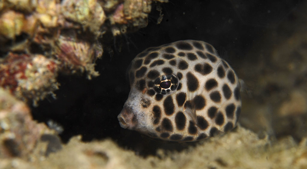 Juvenile Trunk Fish 12-12-9