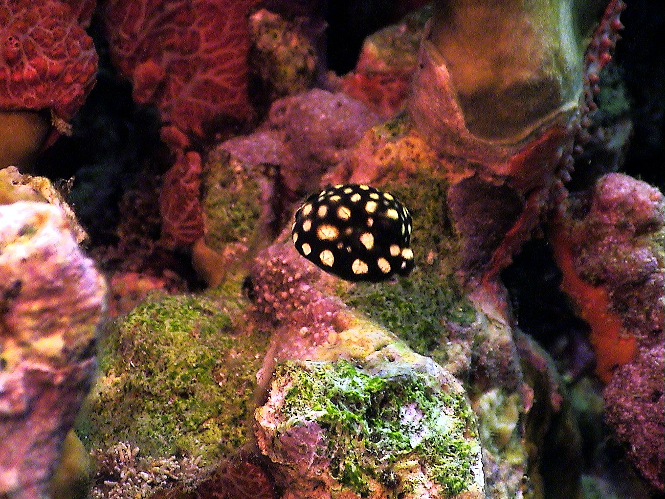 Juvenile Trunkfish in Curacao