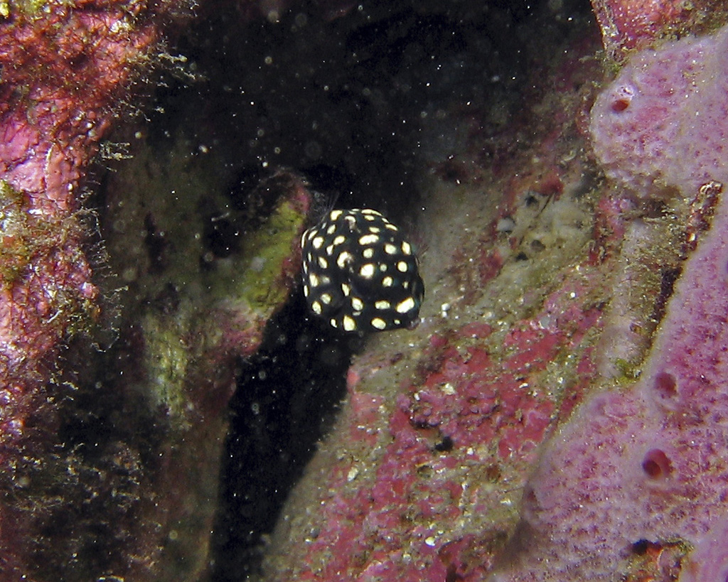 Juvenile Trunkfish