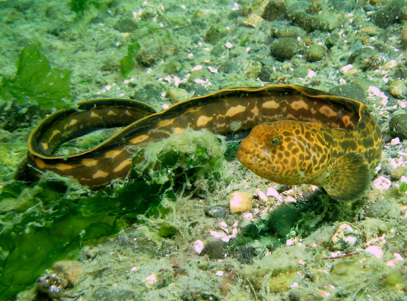 juvenile Wolf Eel