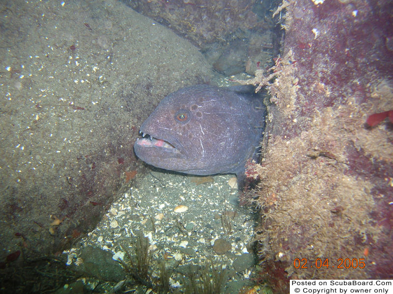 Juvenile wolf Eel