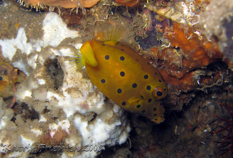 juvenile yellow boxfish
