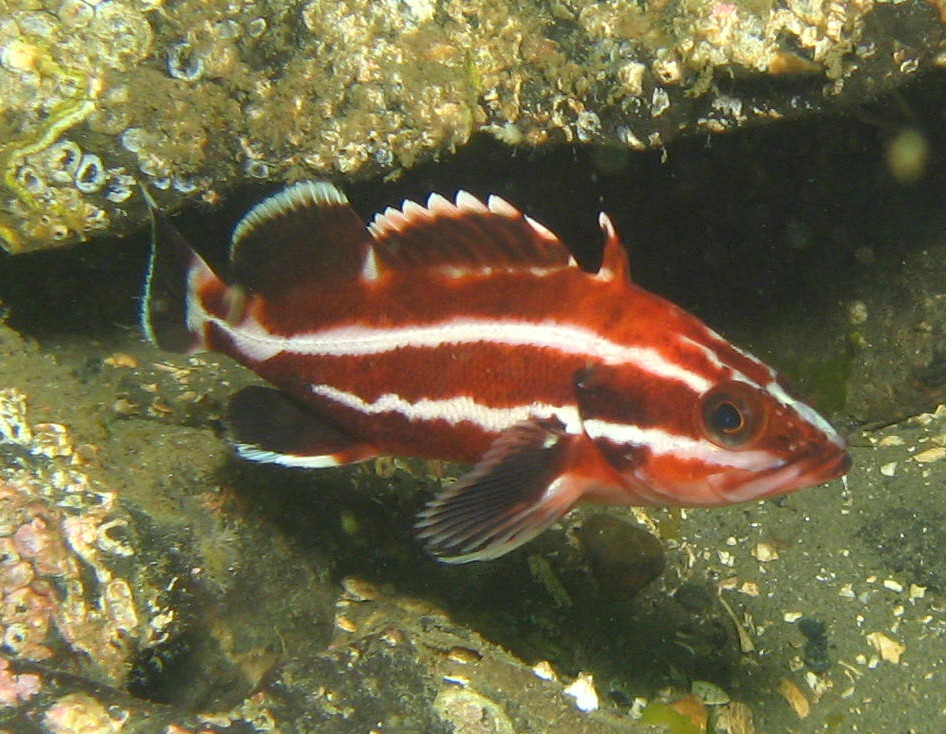 Juvenile Yelloweye Rockfish