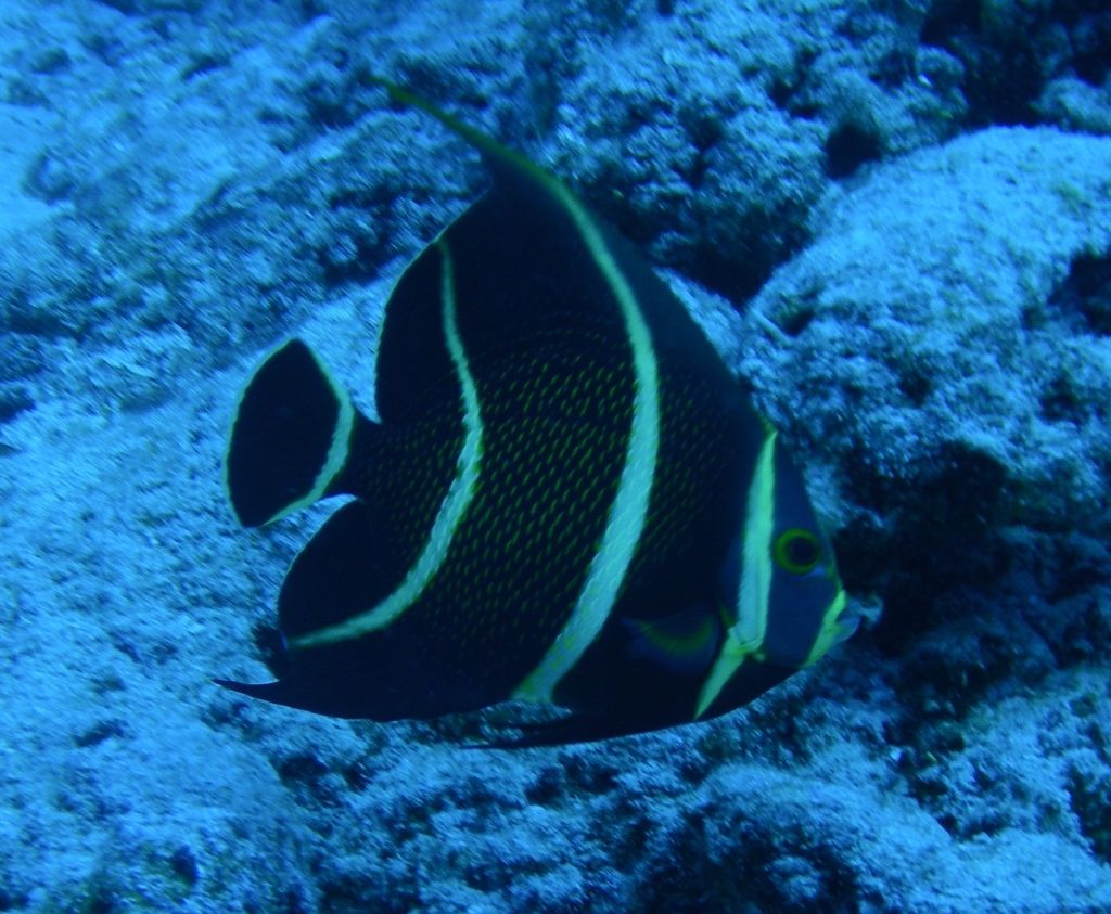 Juvenile_Angelfish