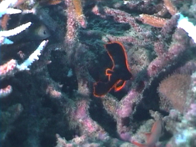 juvenile_pinnate_spadefish