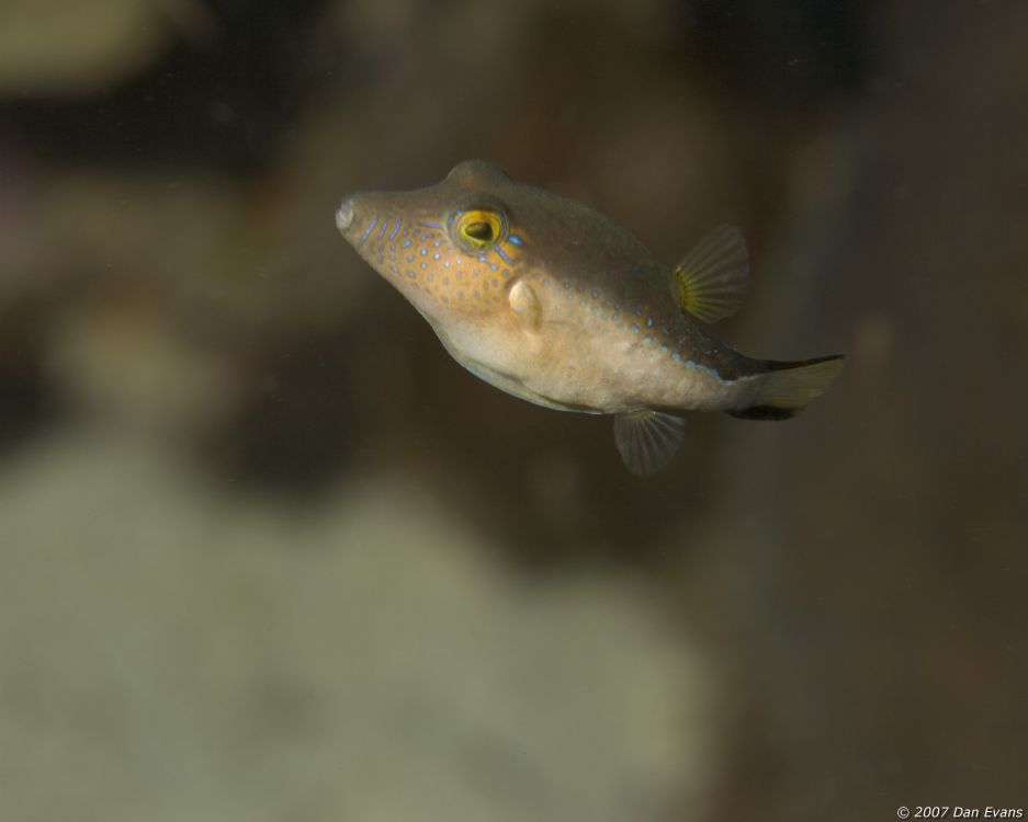 juvenile_puffer