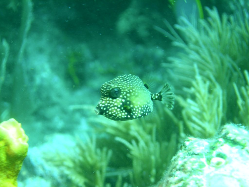 Juvenile_Smooth_Trunkfish