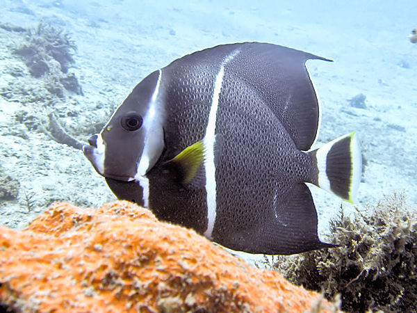 juvenileangelfish1005221