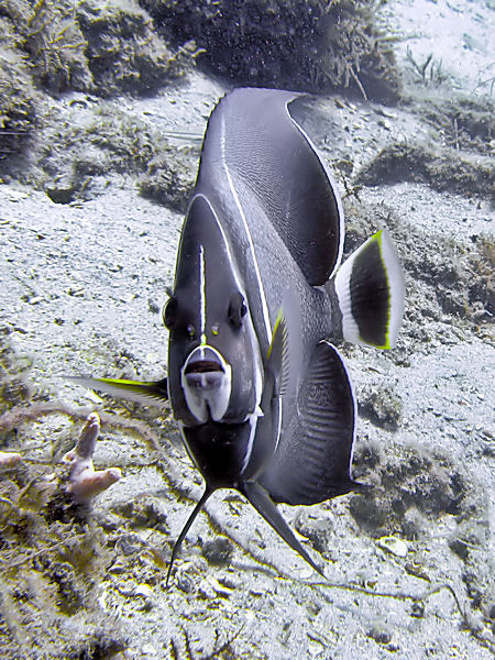 juvenileangelfish1005222