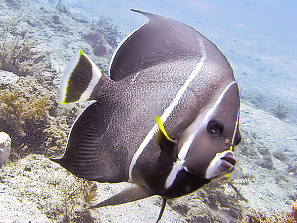 juvenileangelfish1005223