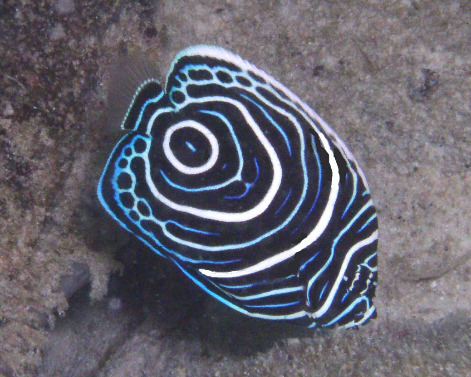 Juvenille_Angelfish