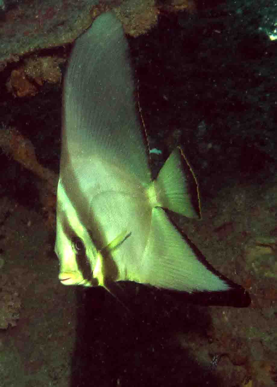 Juvinile Golden spadefish