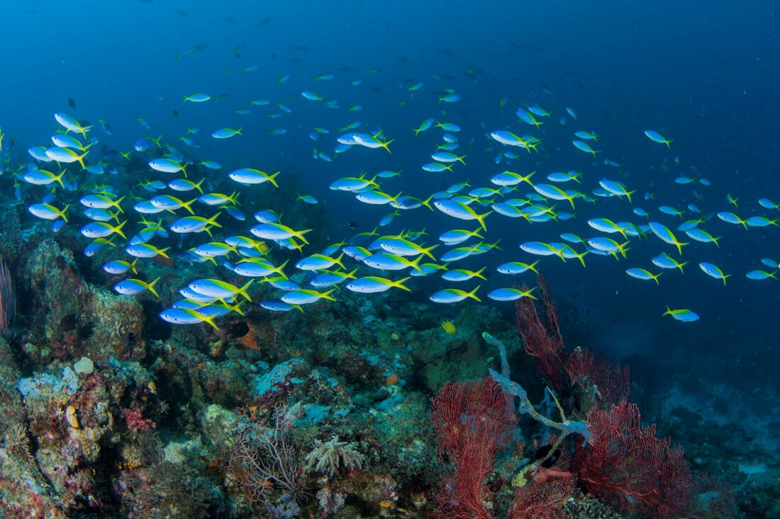 KABAKON REEF