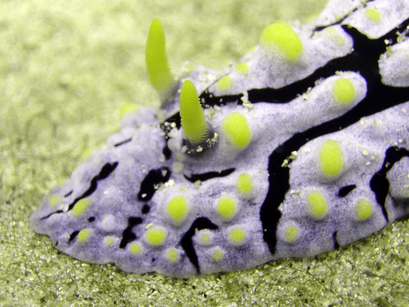 Kadena nudi