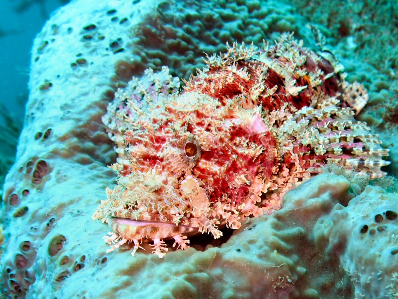 Kamakura - Scorpion fish