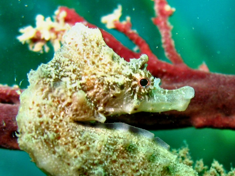 Kamakura - Sea Horse