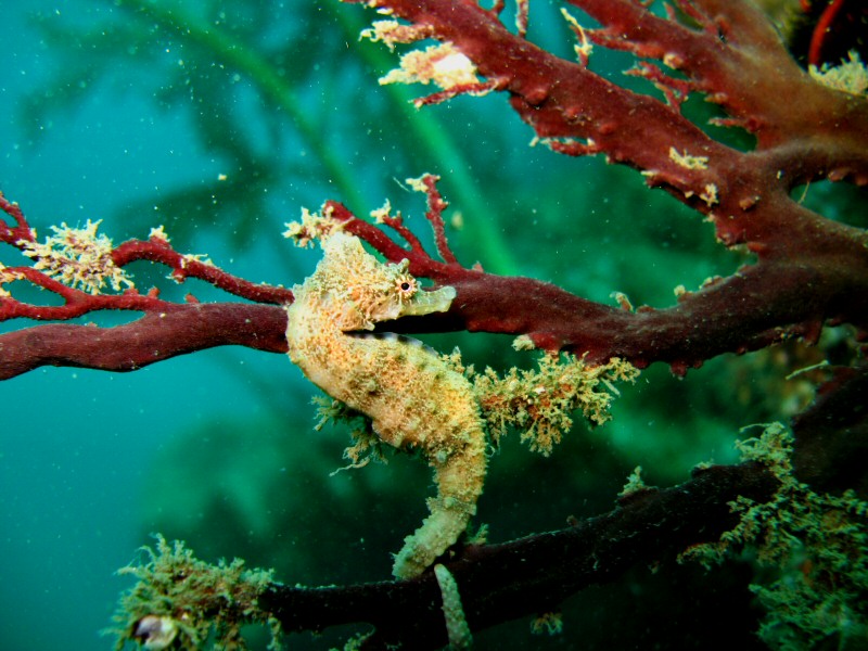 Kamakura - Sea Horse .