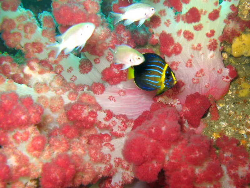 Kamakura - soft coral