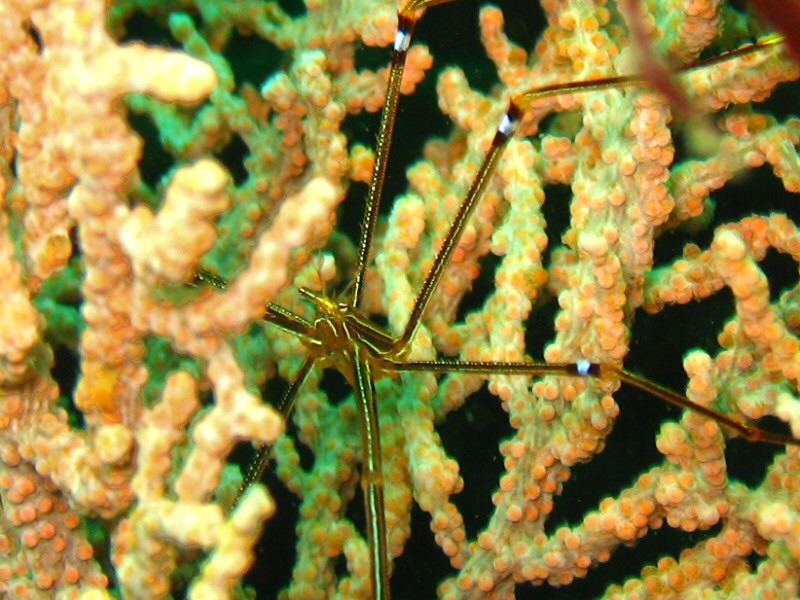 Kamakura - spider crab/shrimp