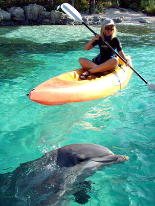 Kayaking in Dolphin Cove