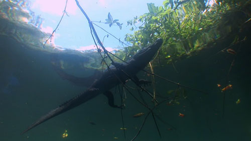 Kayman, Angelita Cenote.