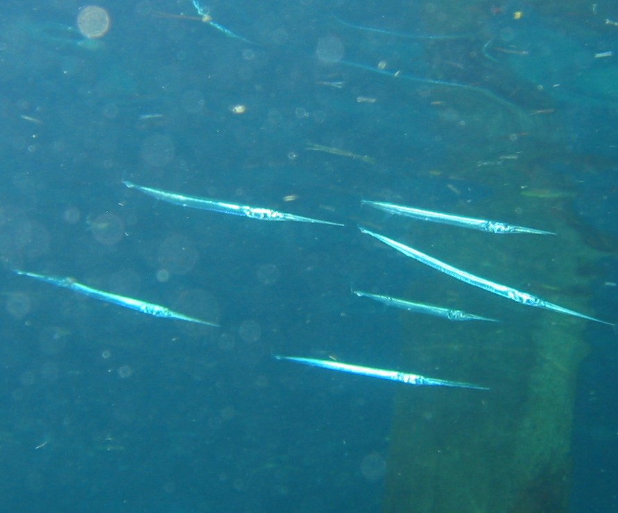 Keeltail Needlefish