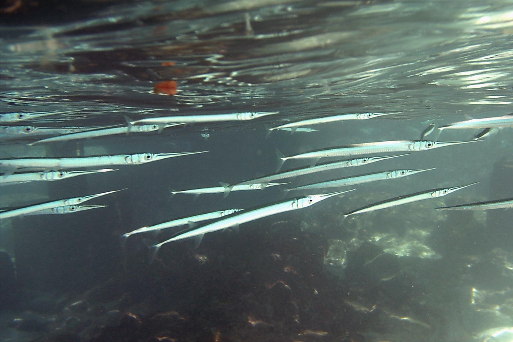 Keeltail Needlefish