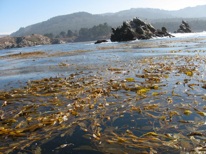 Kelp at Bluefish Cove