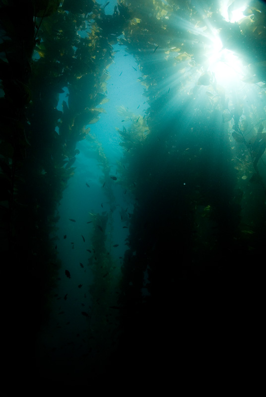 Kelp at Ship Rock