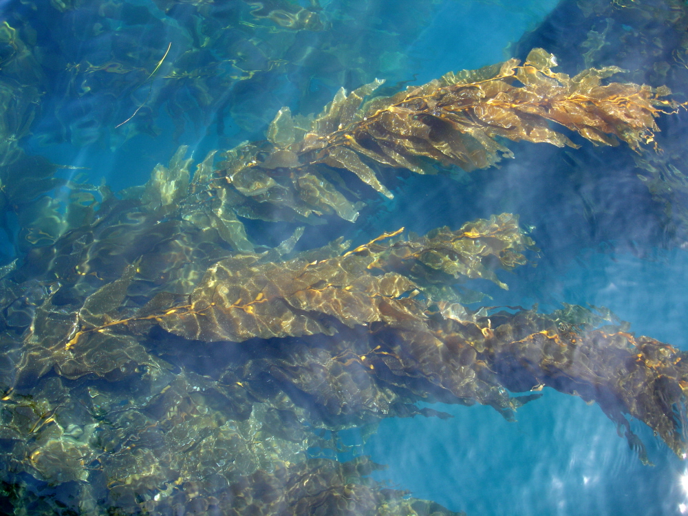 kelp at the surface Catalina