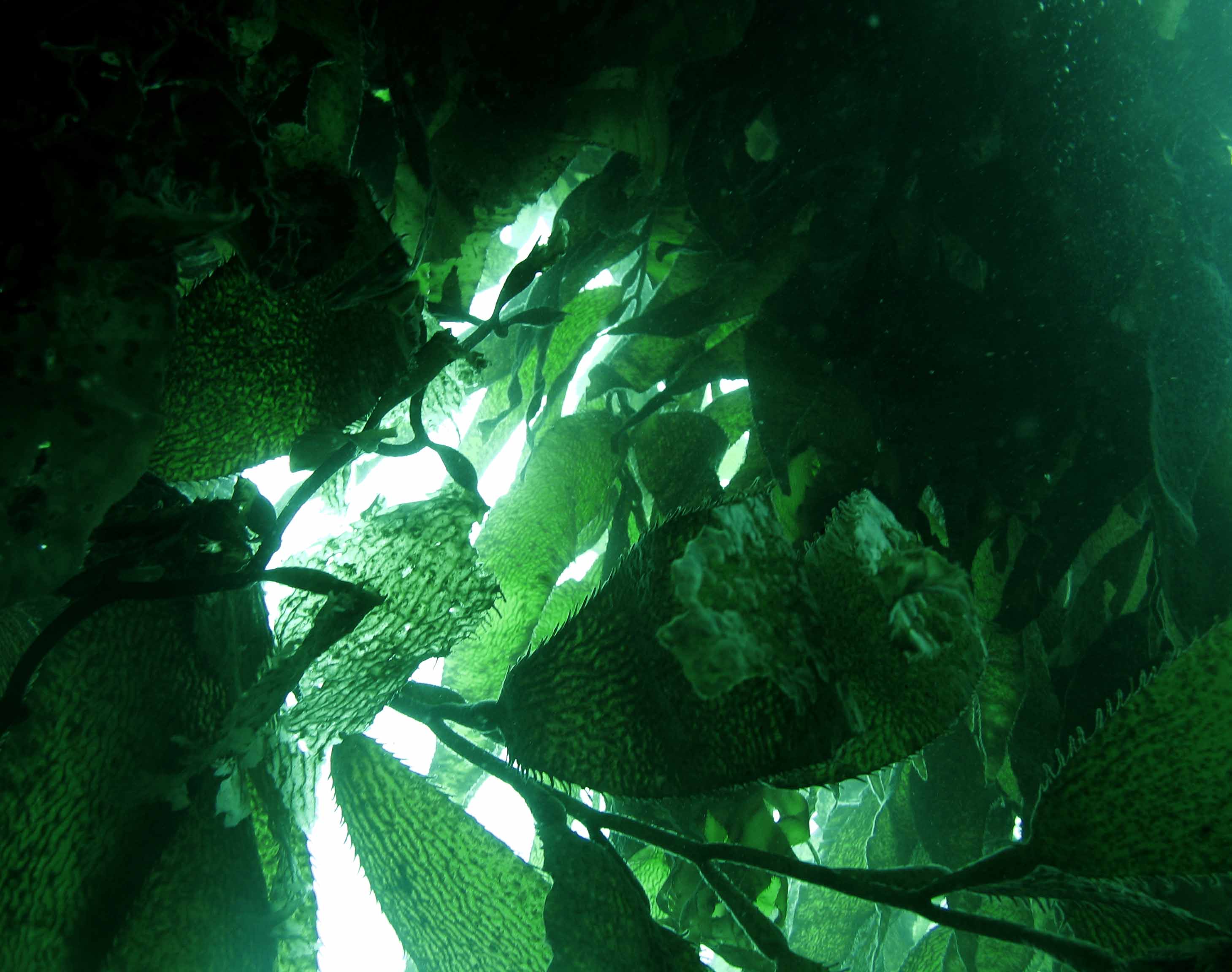 Kelp Canopy