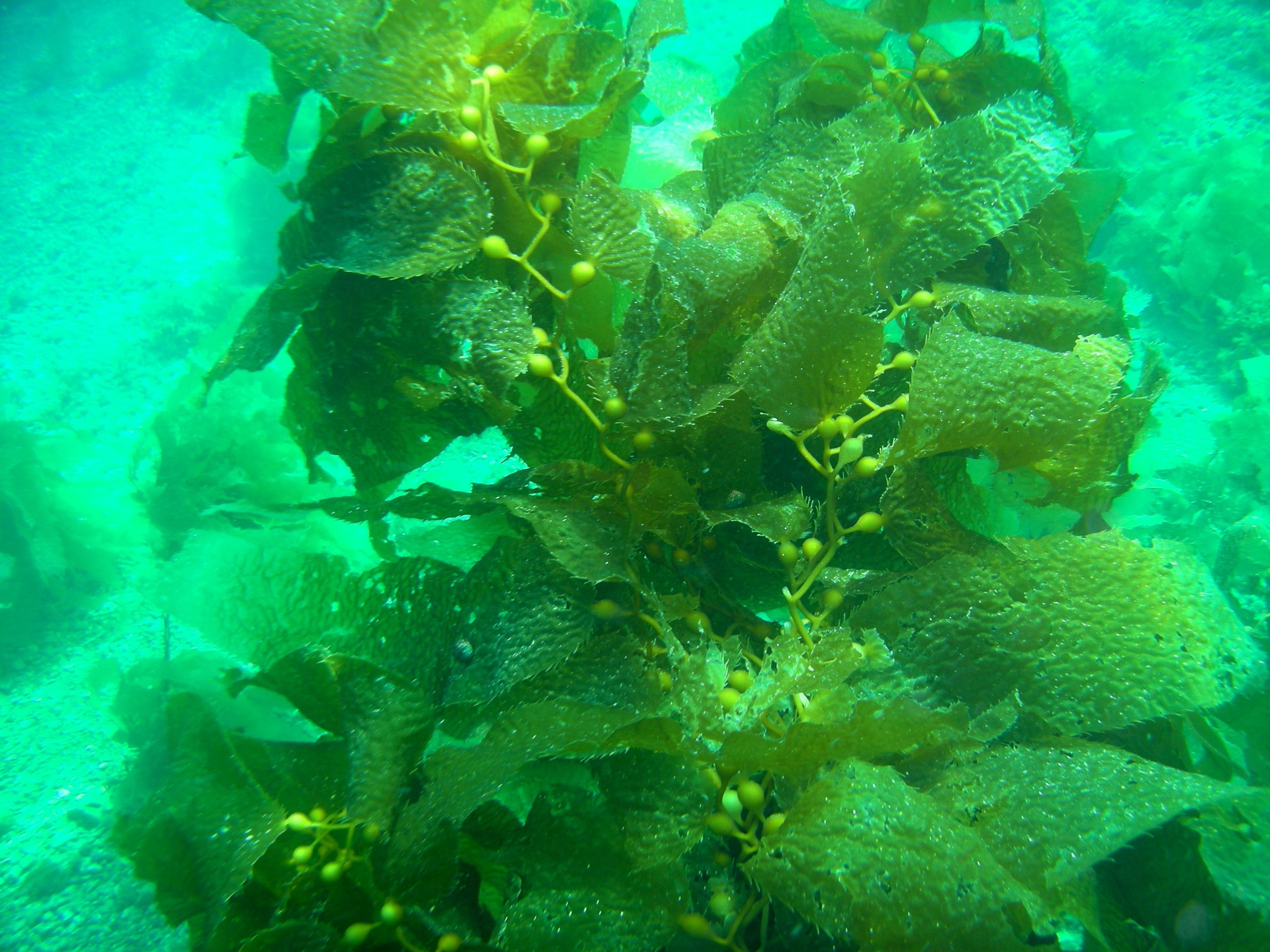 Kelp Catalina