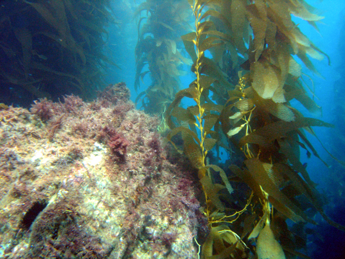 Kelp  Catalina