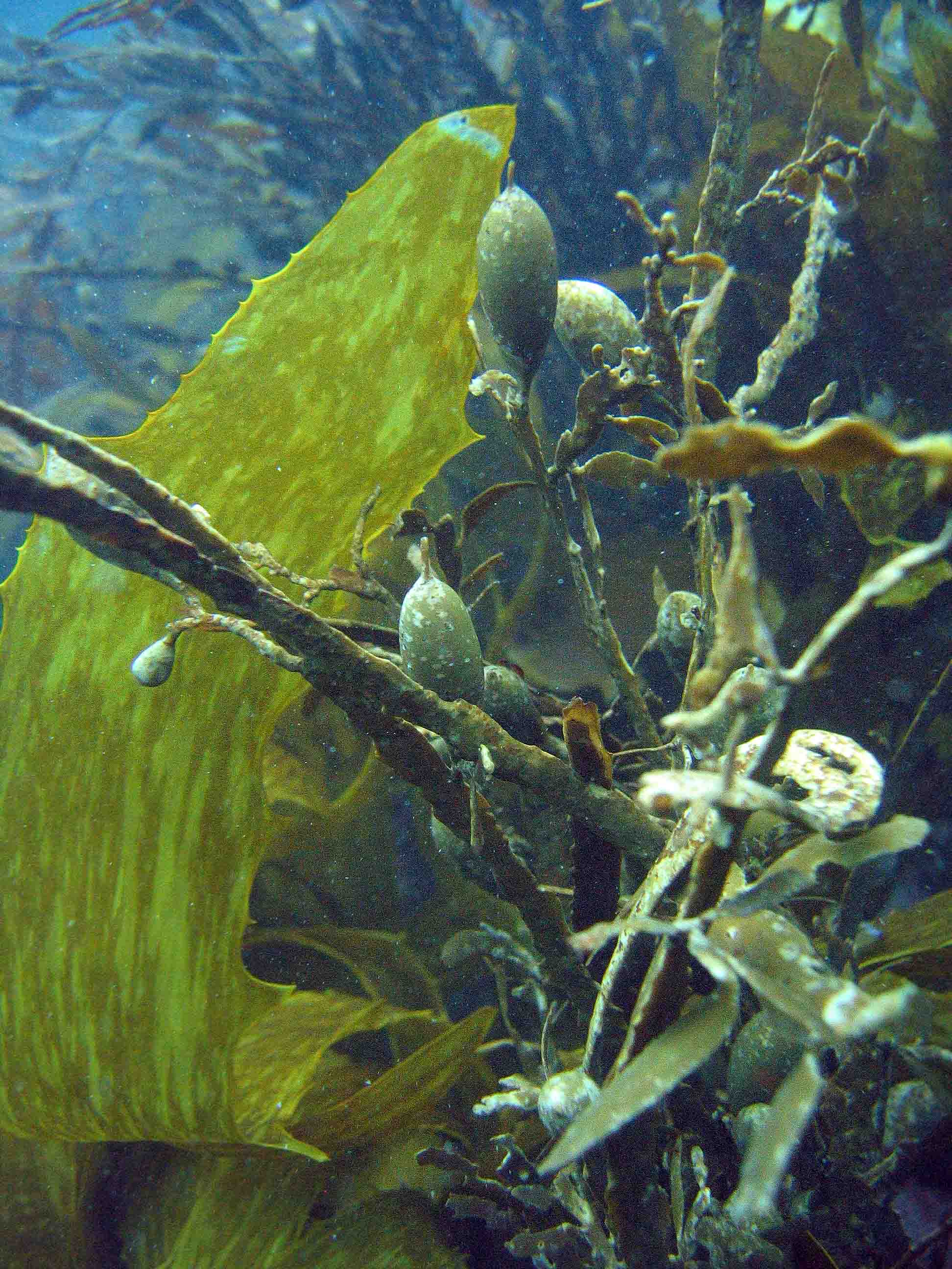 Kelp compostion