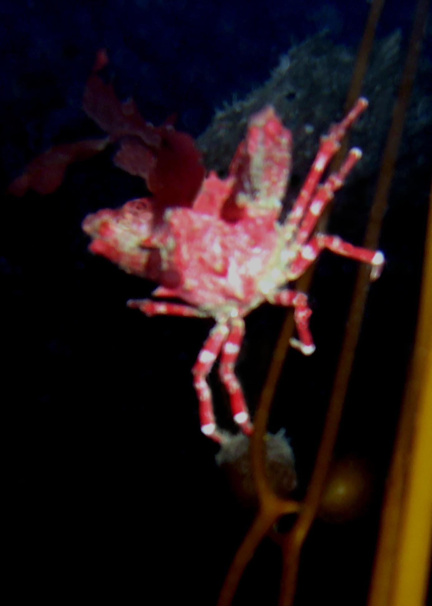 Kelp Crab