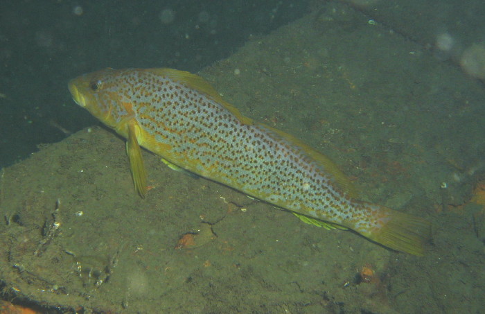 Kelp (female) Greenling