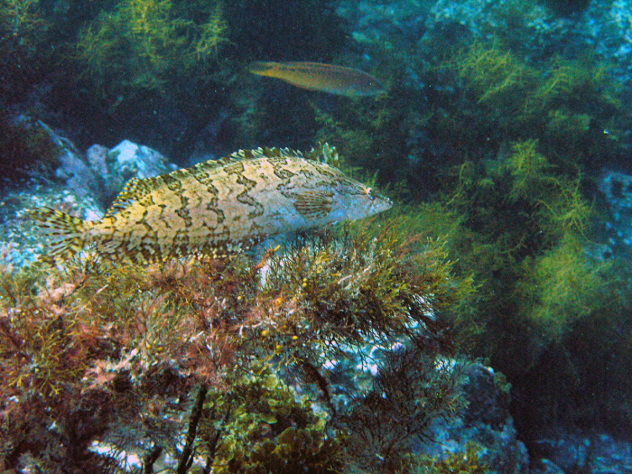 Kelp Fish - Catalina