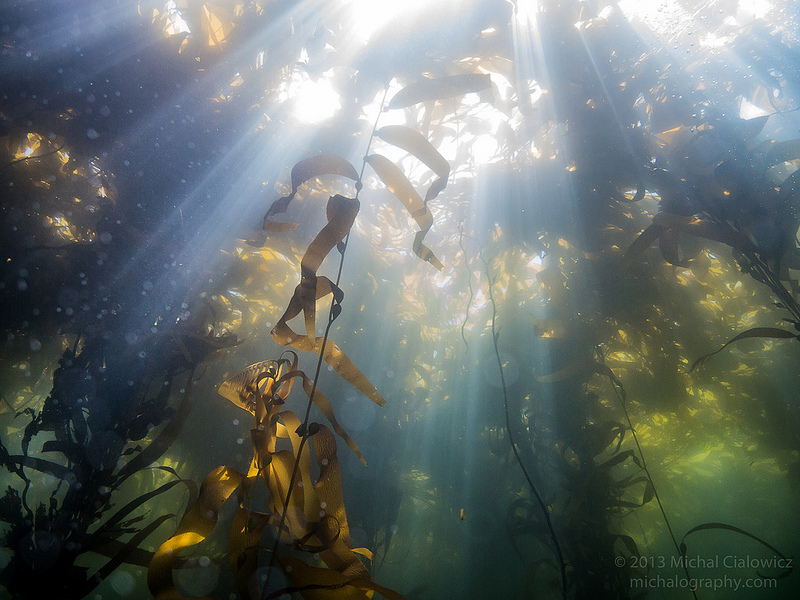 Kelp Forest - Point Lobos (Whalers Cove)