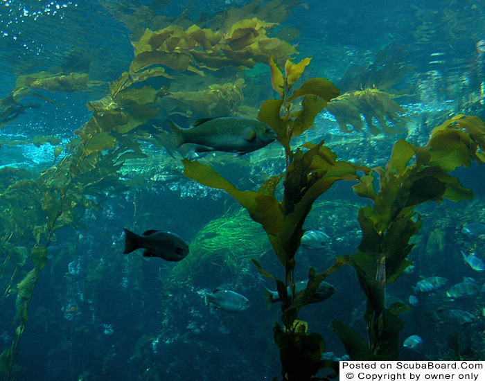 Kelp forest tank