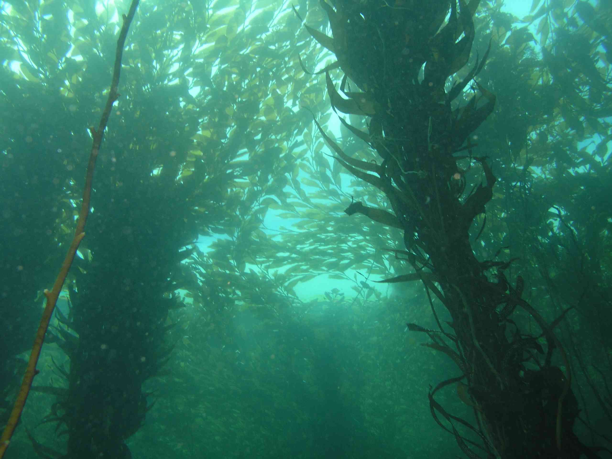 Kelp Forest