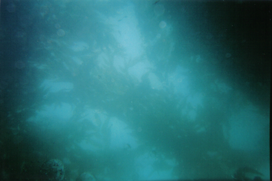 Kelp forest